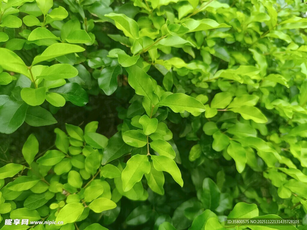 翠绿繁茂的植物叶片