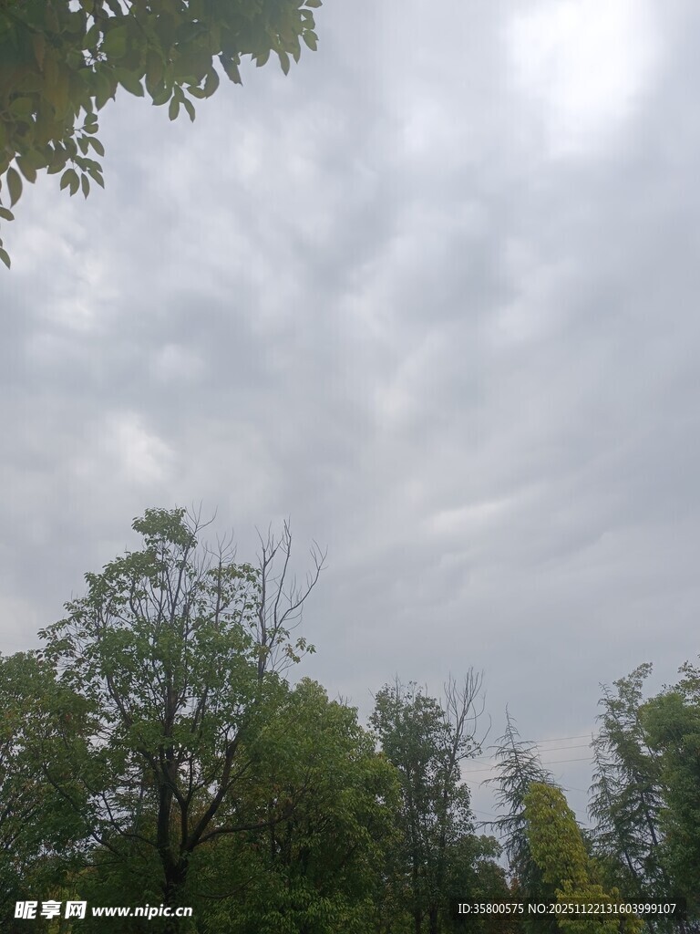 阴天中的茂密树林