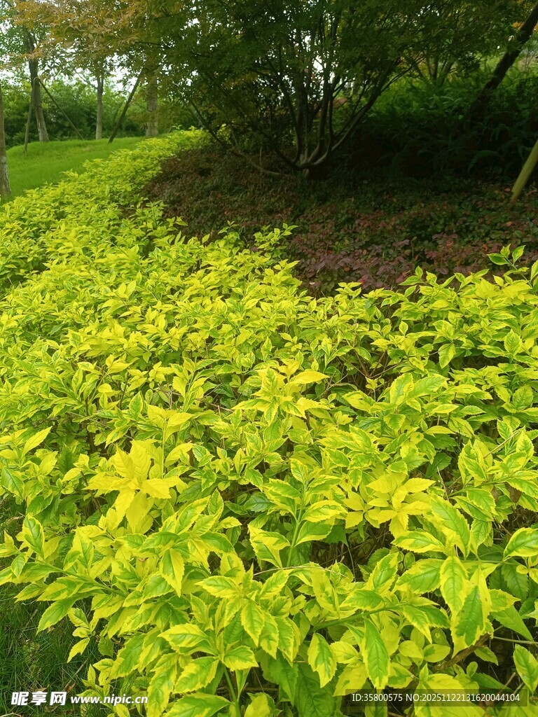 金黄叶片的绿植景观