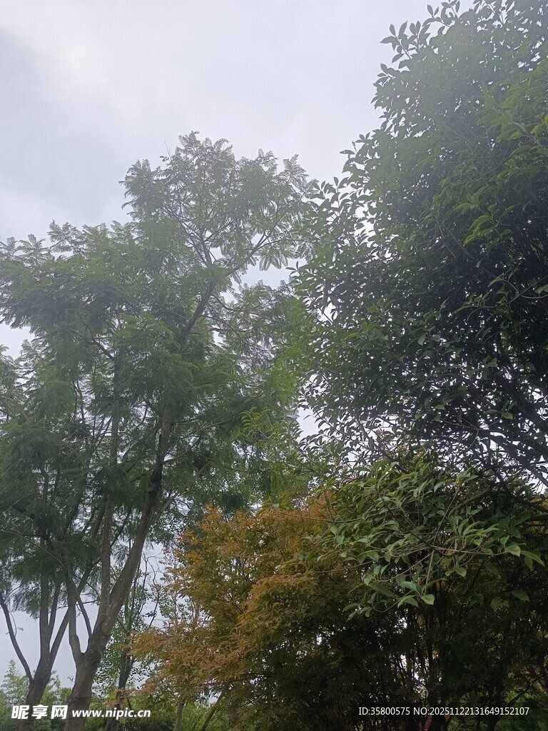 树林中的树木与朦胧天空