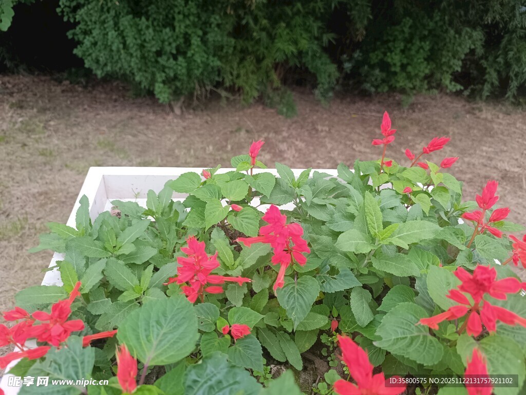 鲜艳一串红绽放于花坛