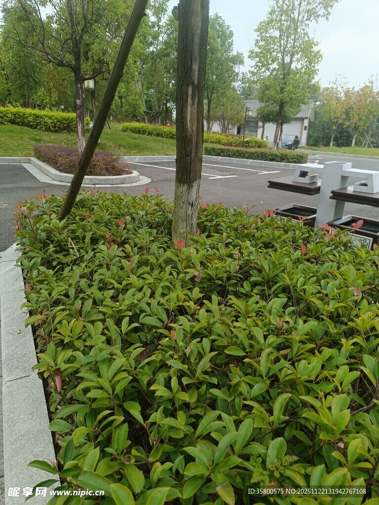 路边绿植景观