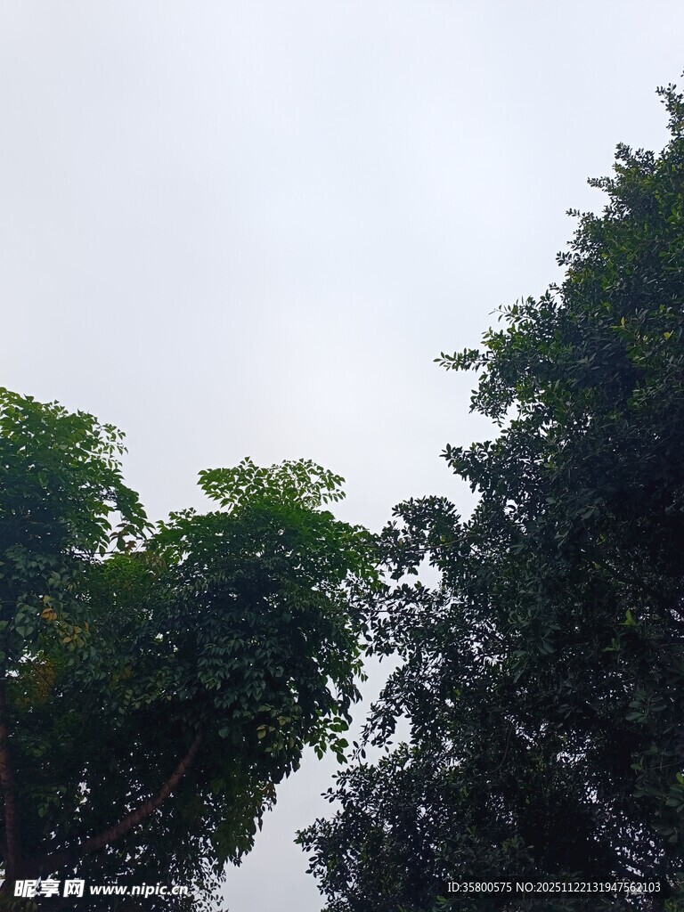 仰视绿树与天空