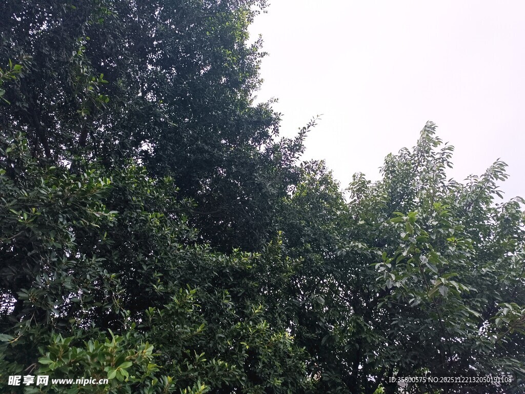 茂密树林绿意盎然