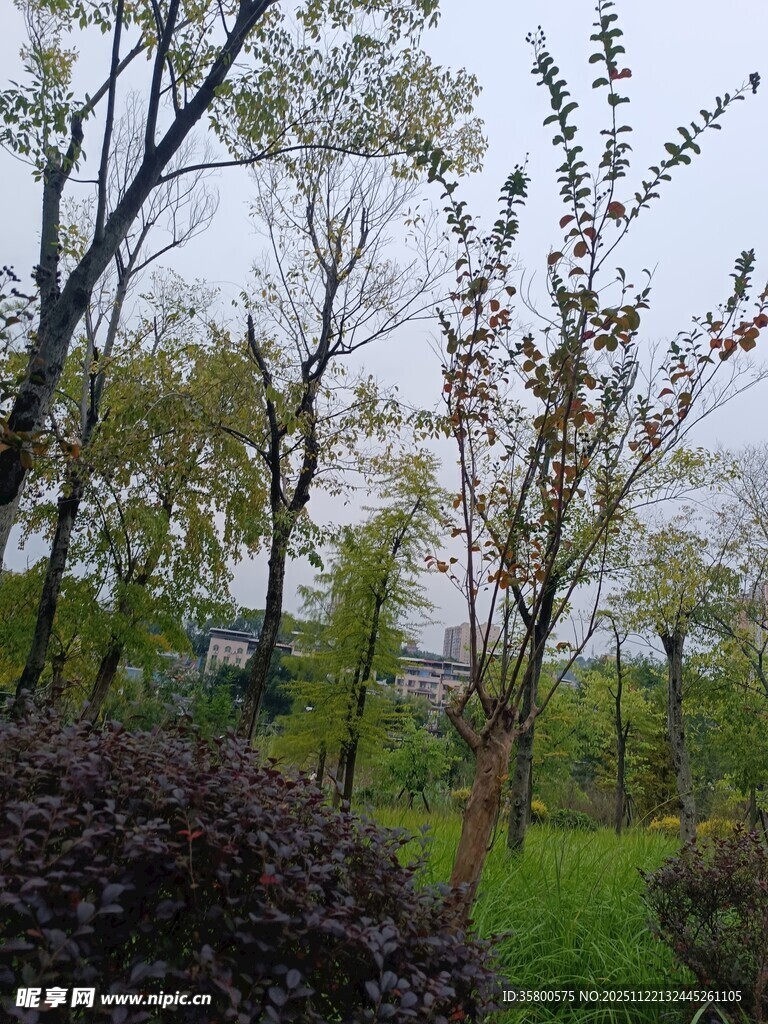 春日公园树木绿植景色