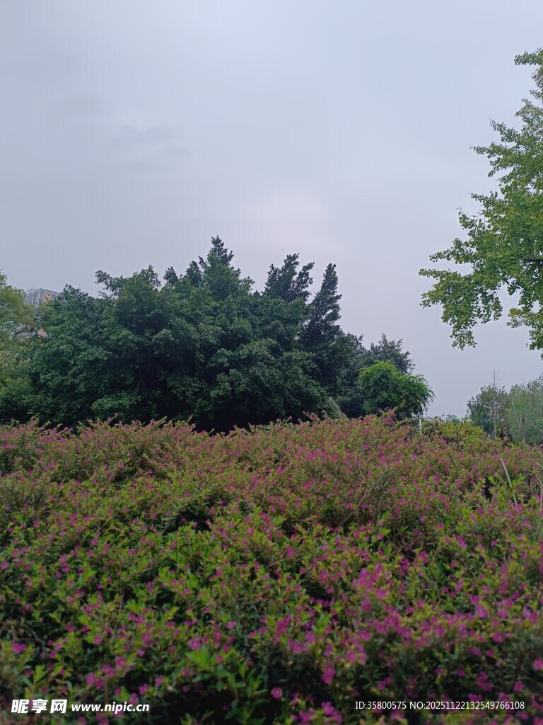 户外繁茂绿植景观
