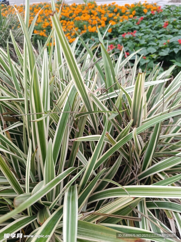 条纹绿植与橙色花卉景观