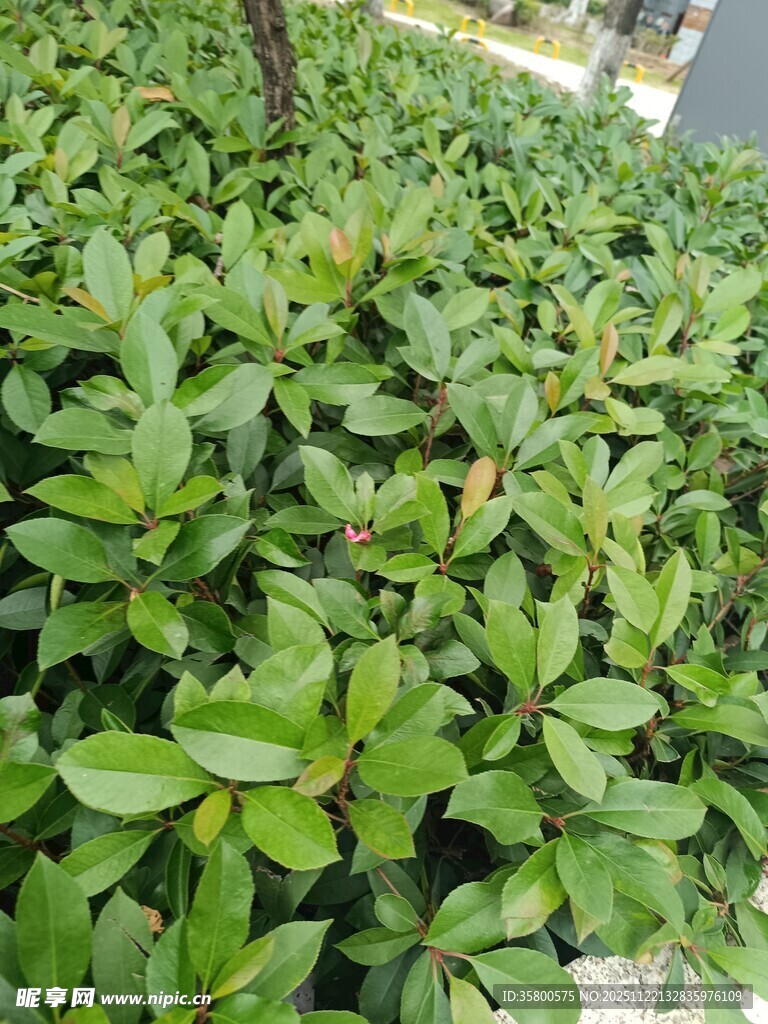 翠绿繁茂的植物景观