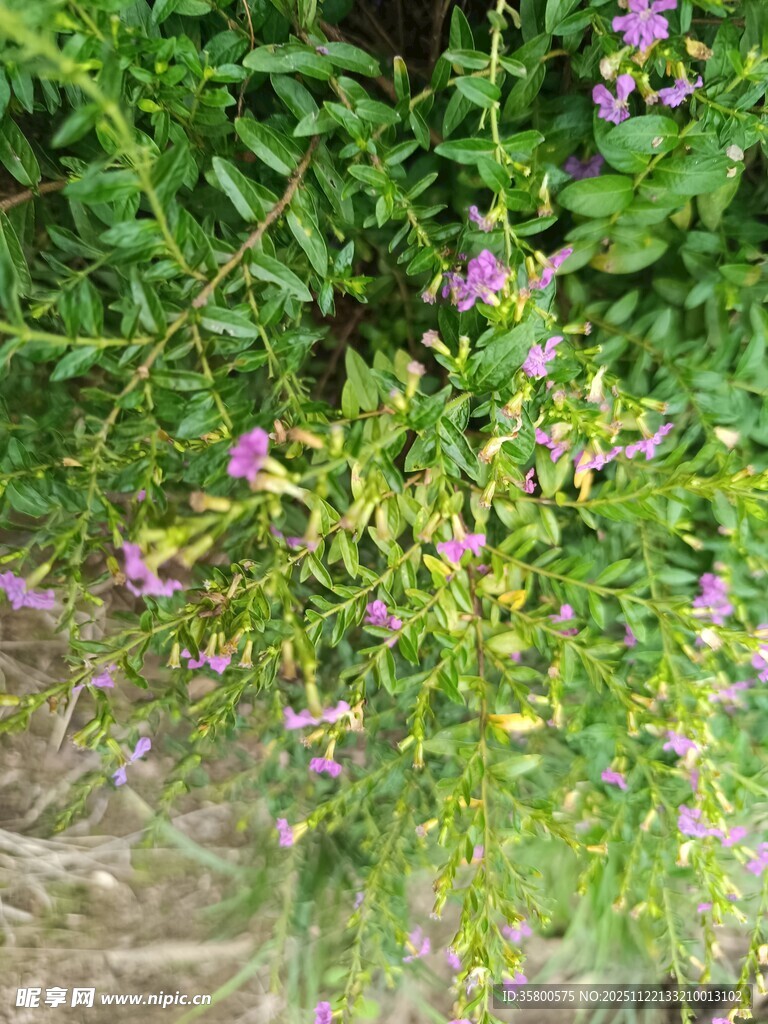 绿叶丛中的烂漫紫色小花