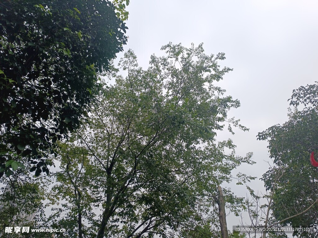 户外繁茂树木景致