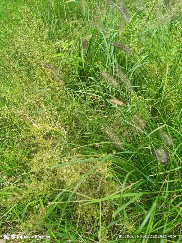 野外茂盛的绿色草丛