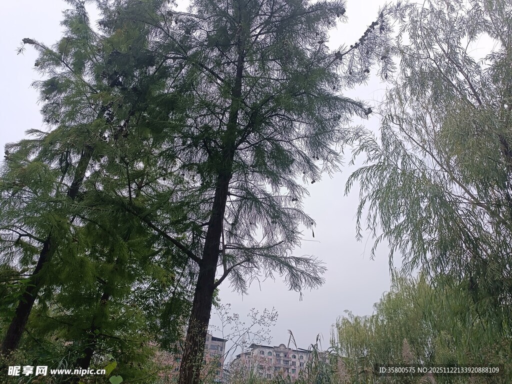 林间葱郁树木景观