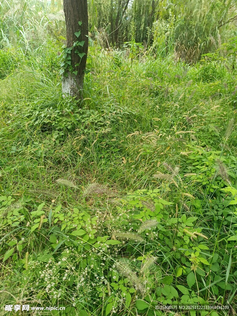 绿意盎然的林间草地