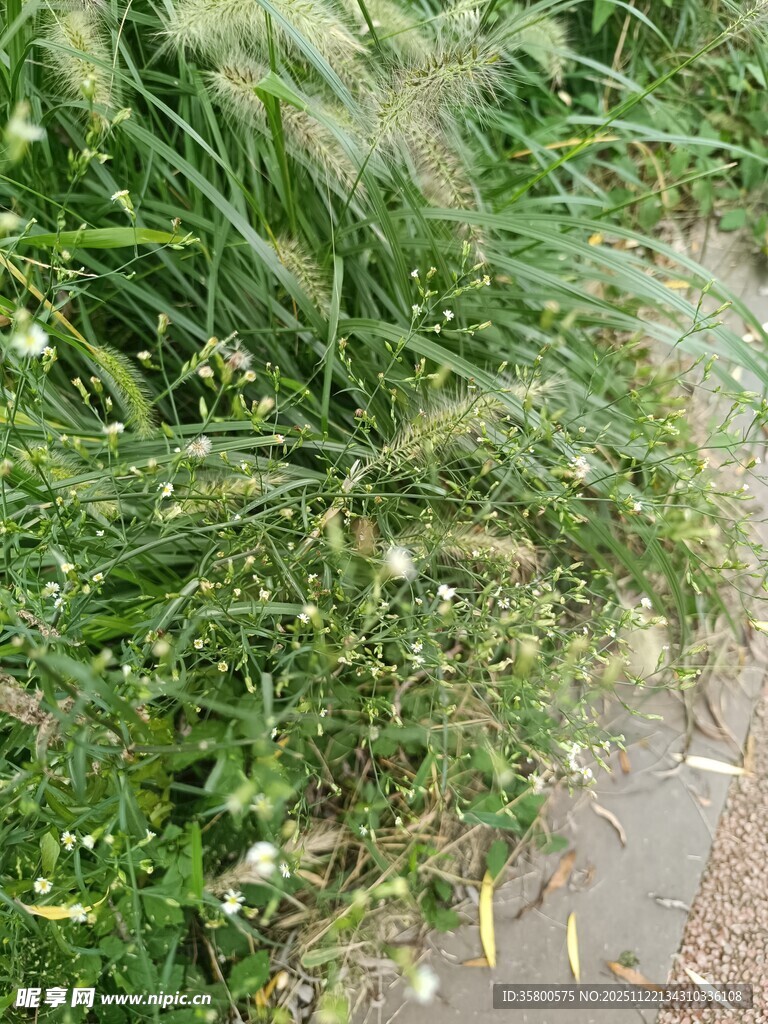 路边的繁茂草丛与小花