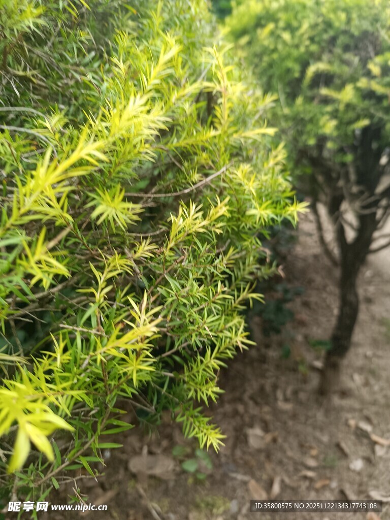 翠绿繁茂的灌木丛