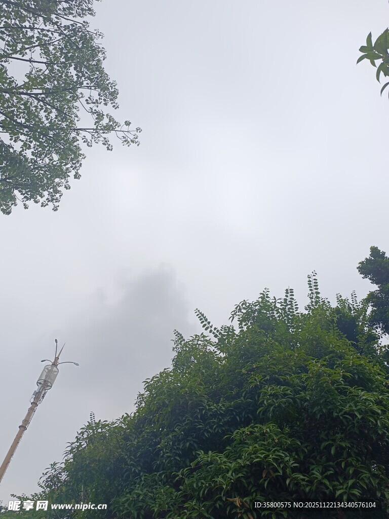 云雾缭绕的茂密山林