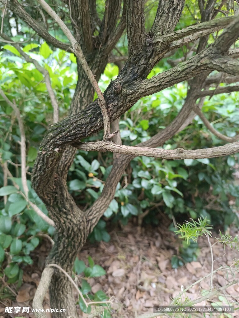 扭曲枝干的独特树木