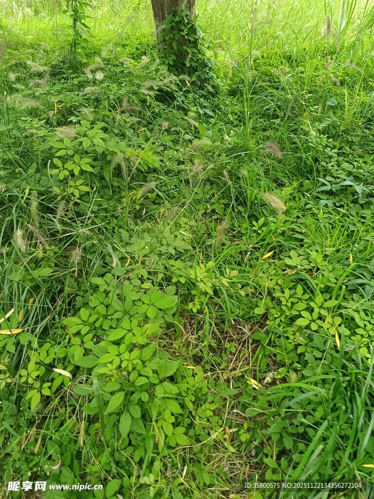 绿意盎然的草地与树木