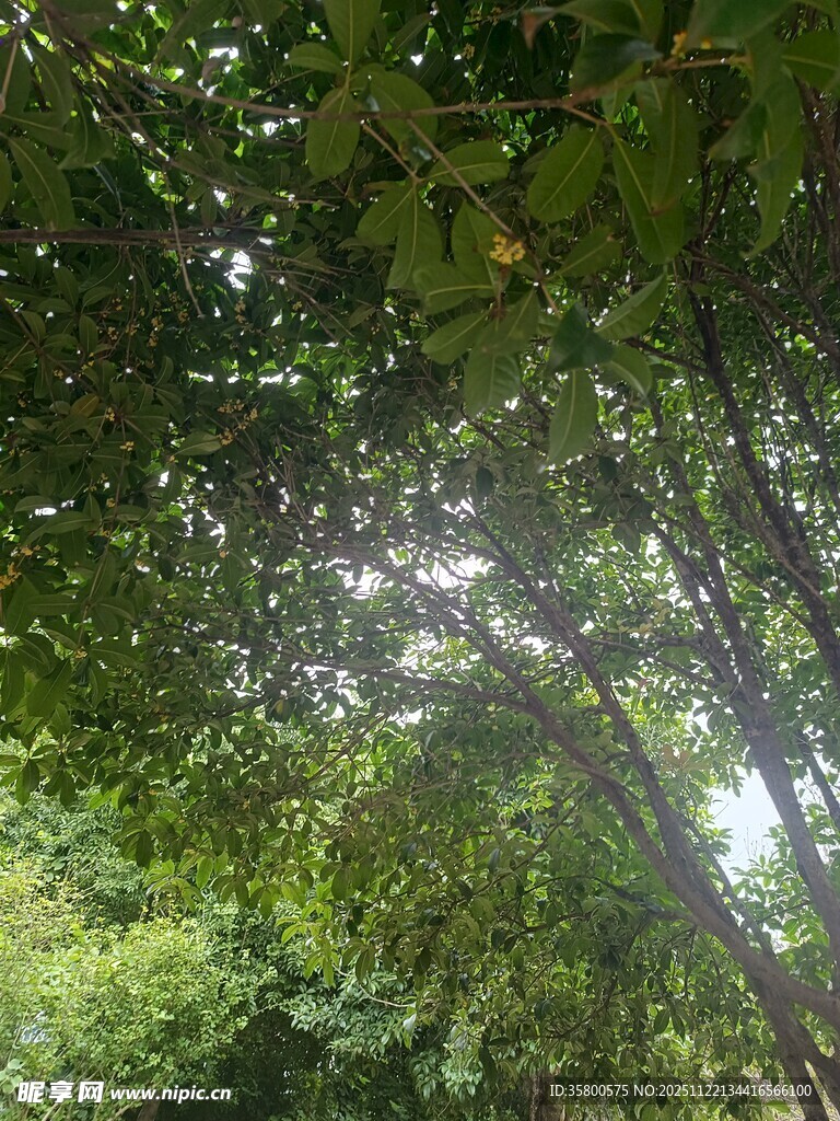 林间阳光洒落绿意盎然