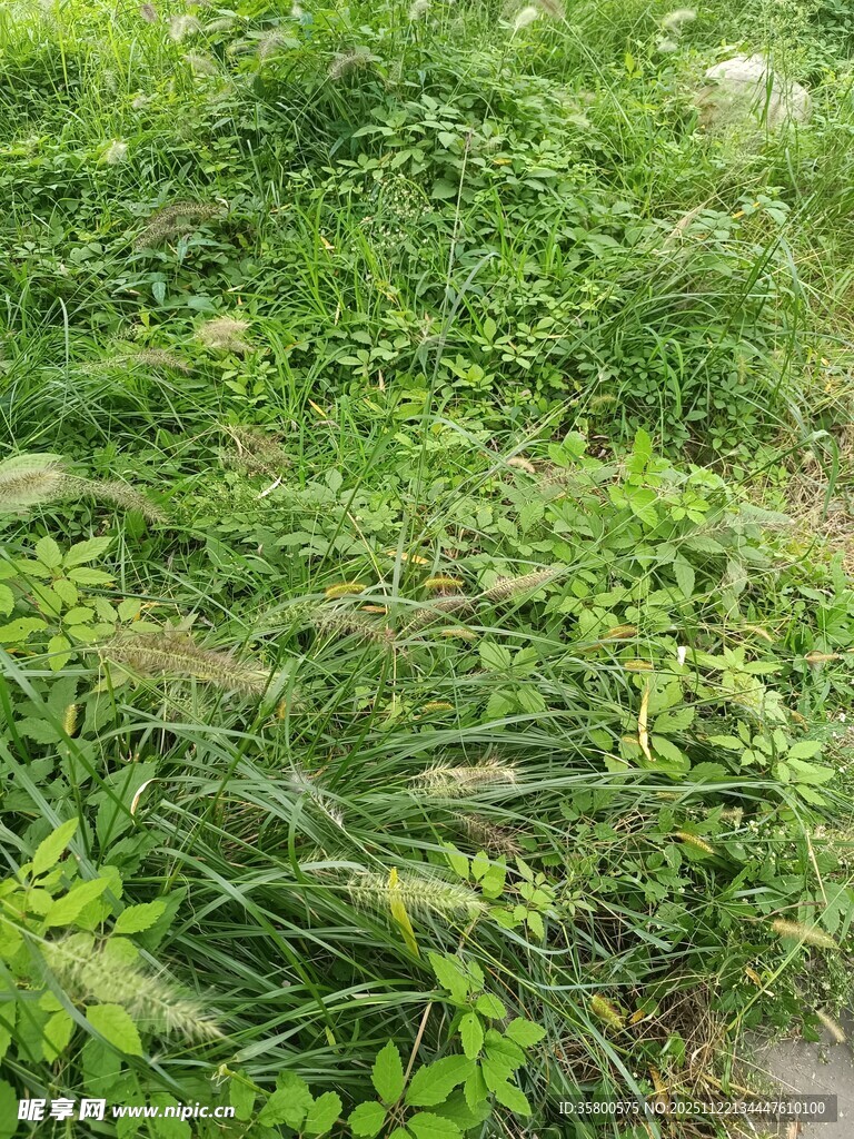 茂盛的绿色植物景观