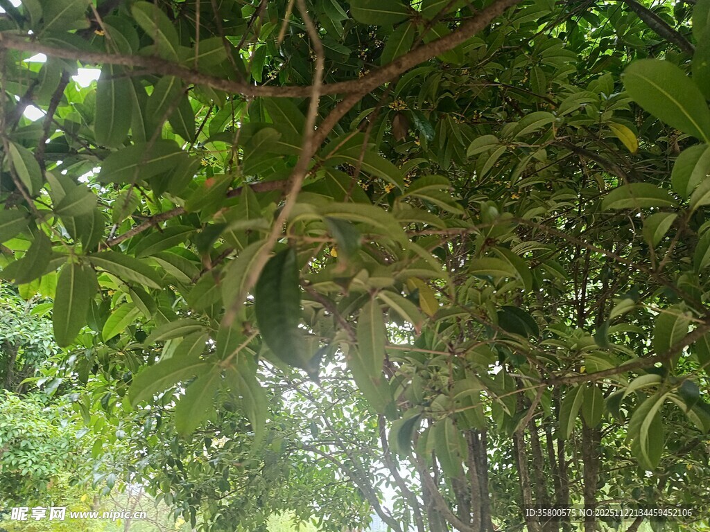 绿荫下的繁茂枝叶