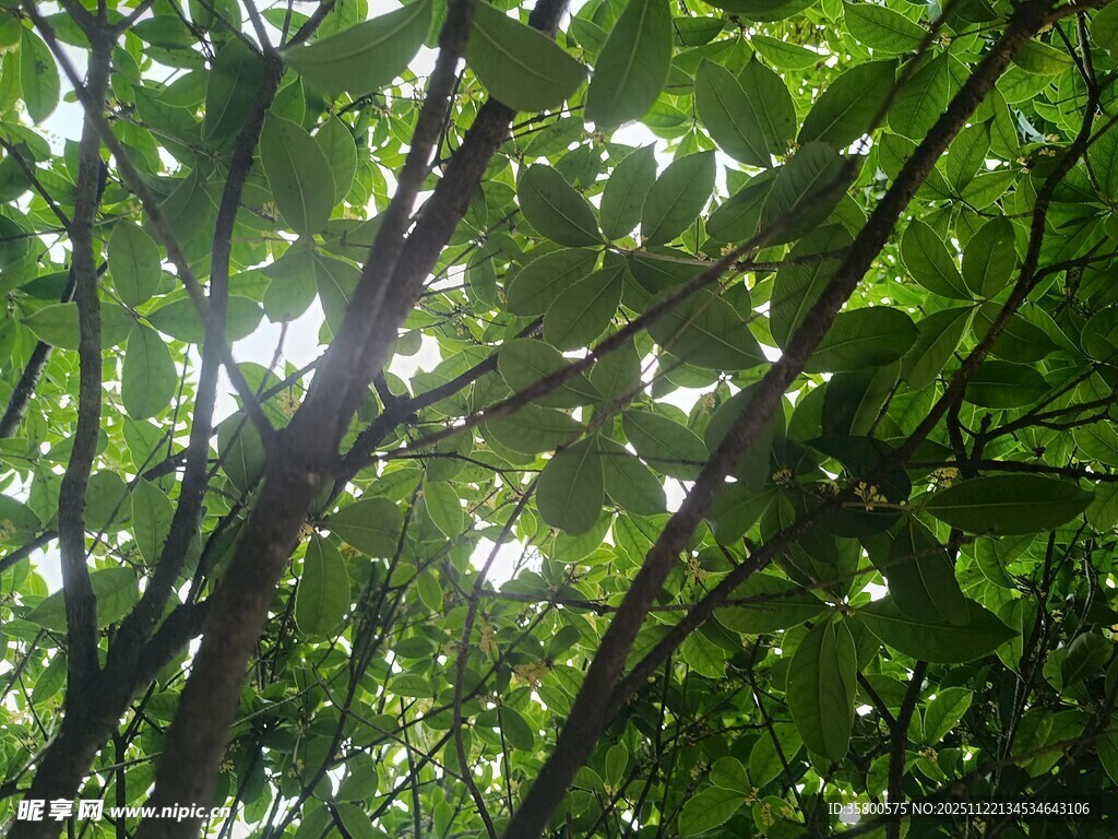 阳光穿透绿叶的静谧景象