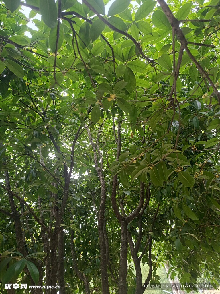 茂密树林中的繁茂枝叶