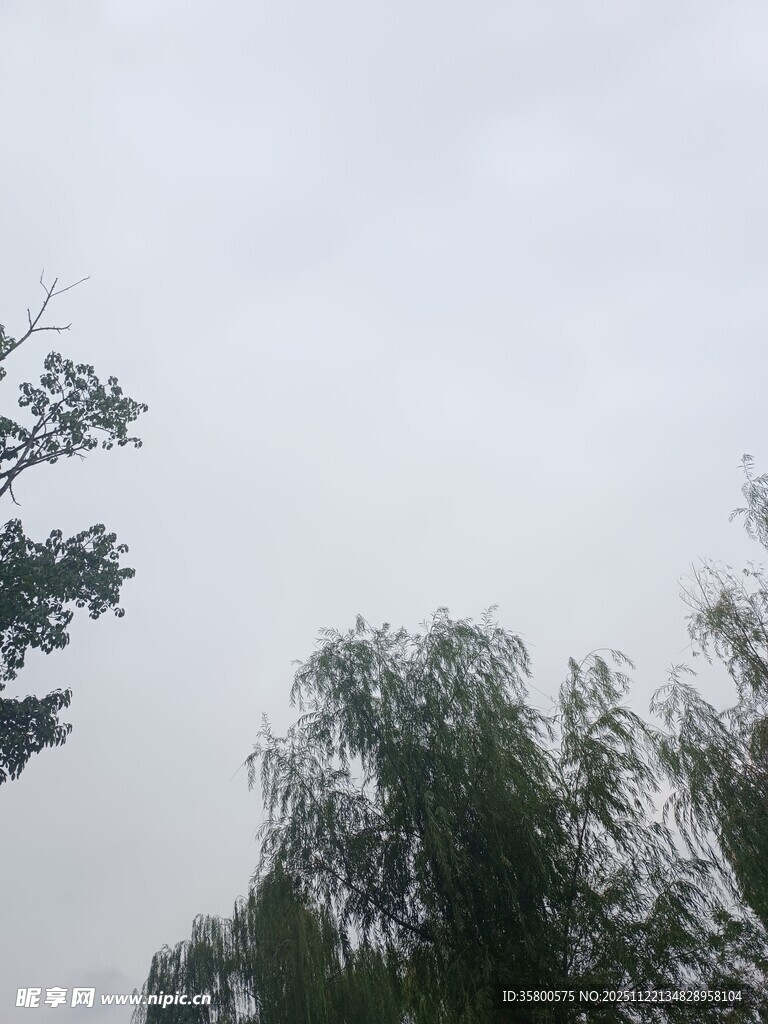 天空下的葱郁树木