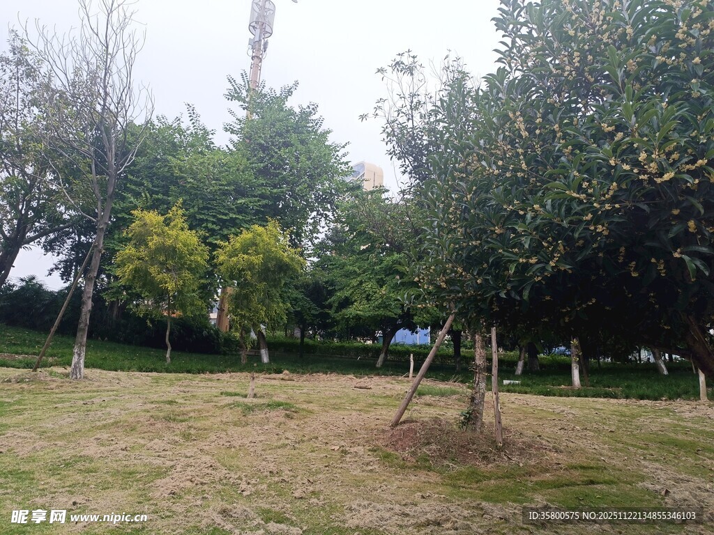 户外绿树环绕的开阔草地