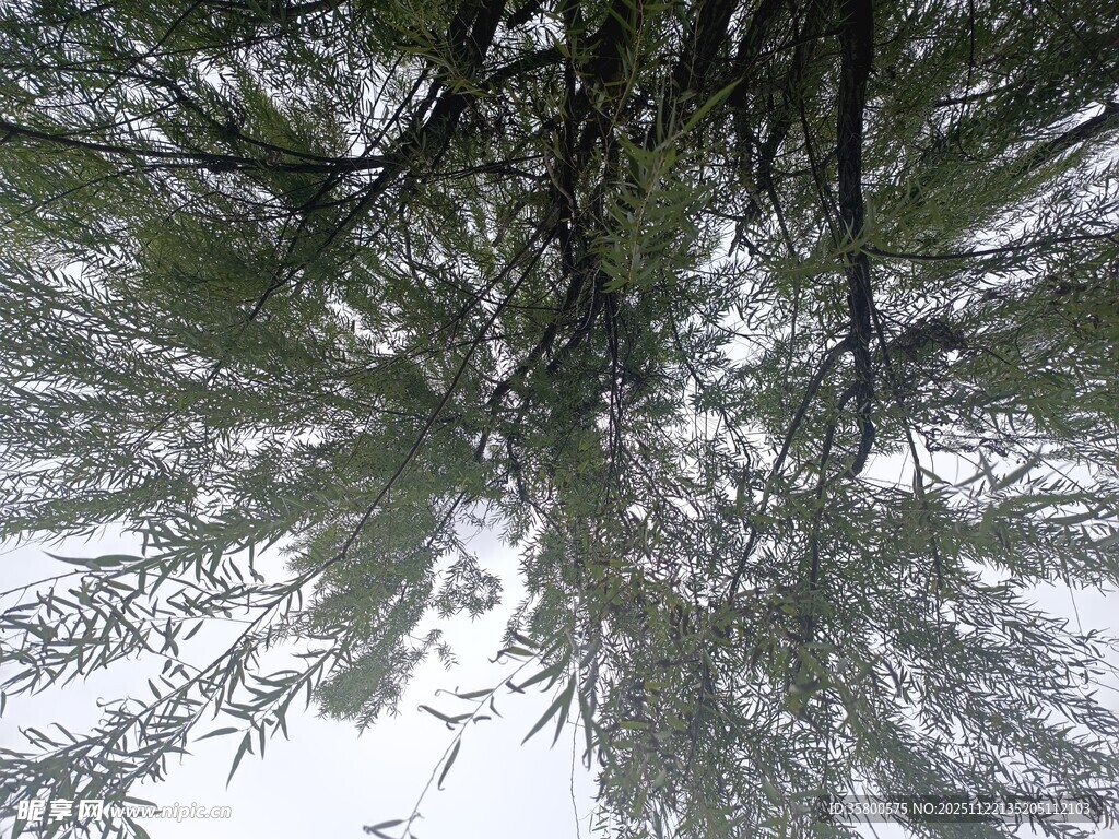仰视视角下的茂密树冠