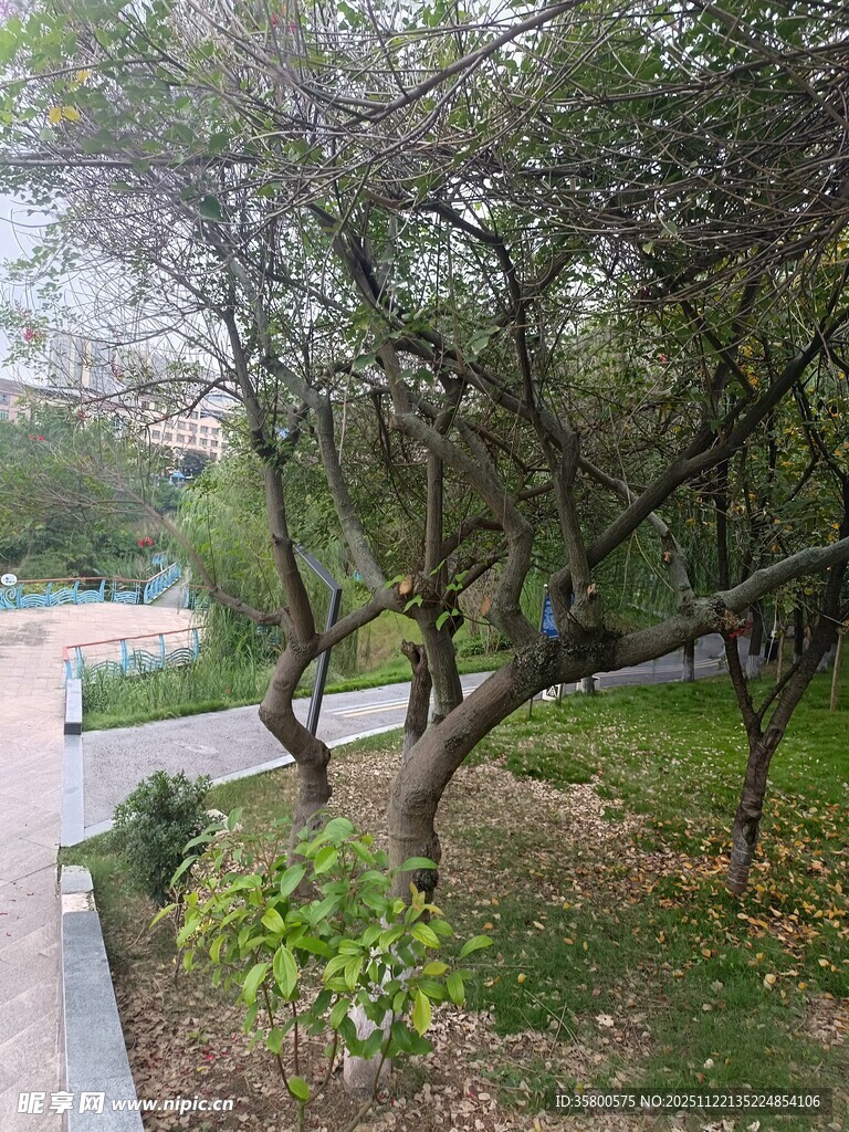 园林小径旁的葱郁树木