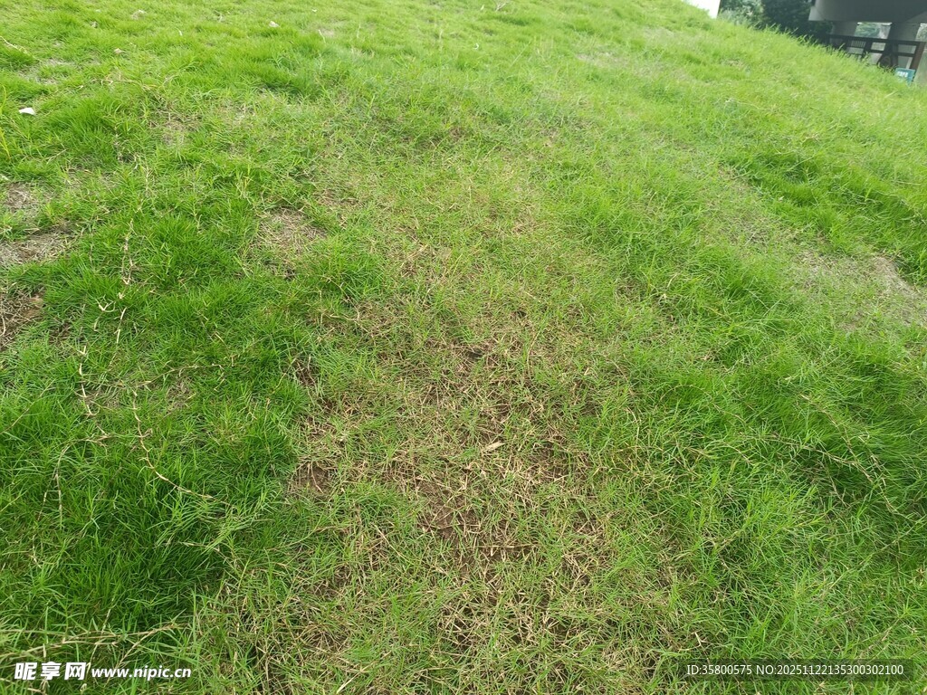 绿意盎然的草地小径