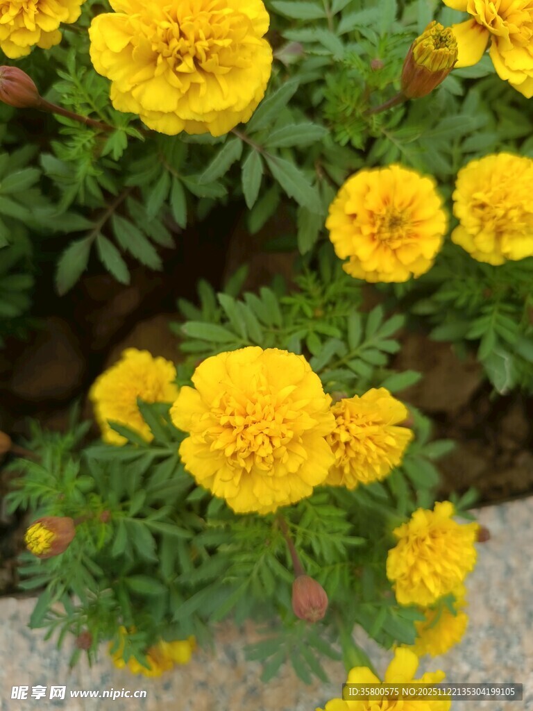 鲜艳黄色万寿菊绽放