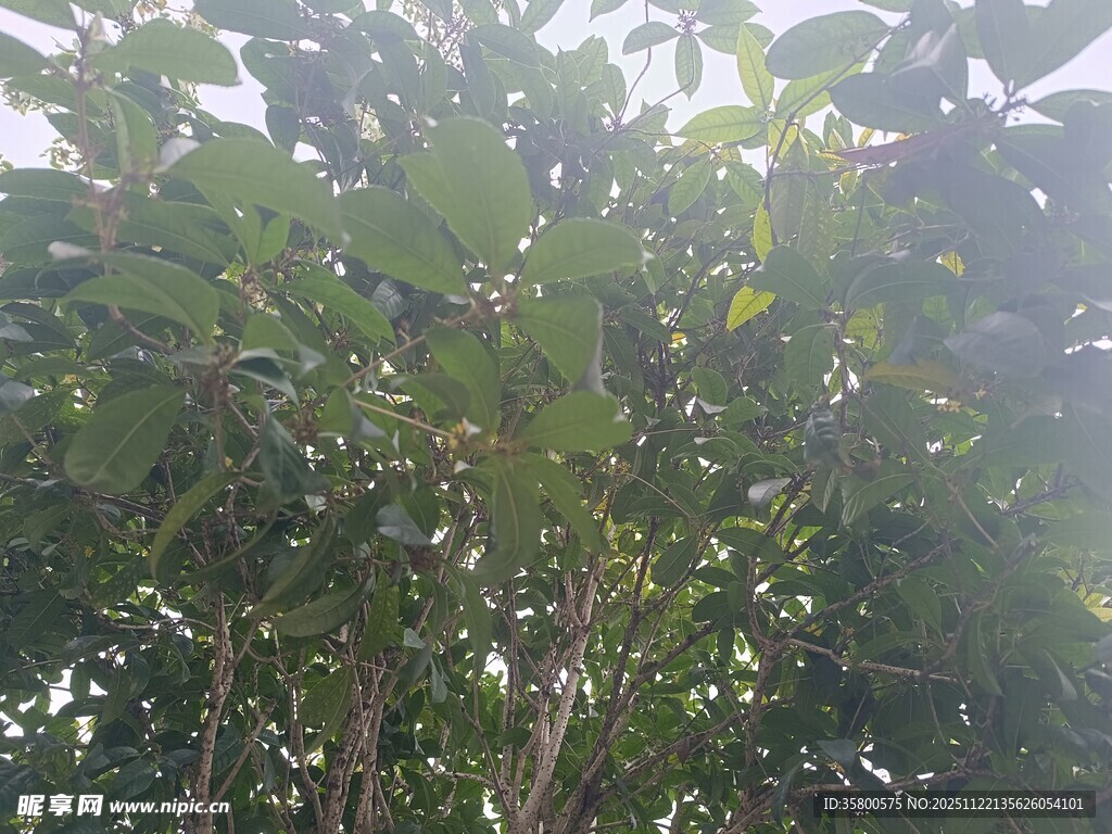 茂密绿叶的树木景象