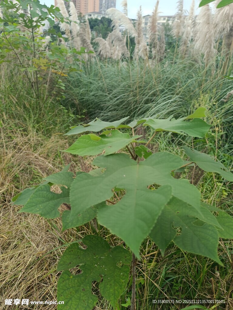 野外繁茂的植物与小径