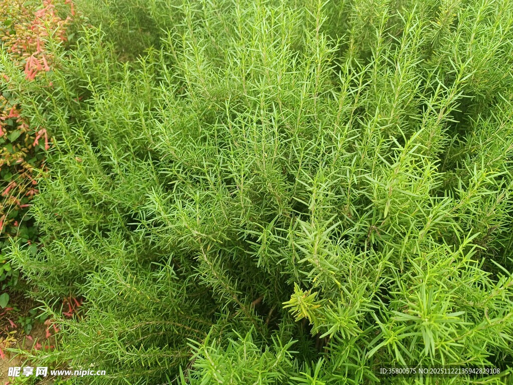 茂盛的绿色植物景观