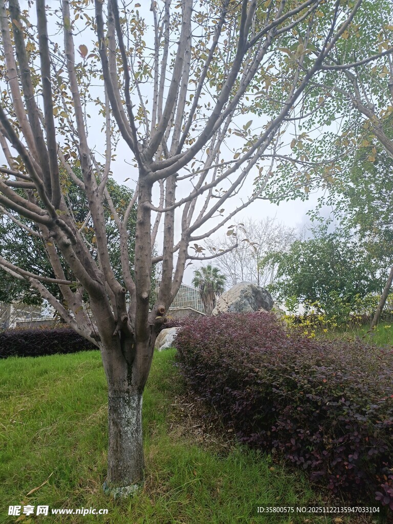 冬日枯树旁的绿意景观