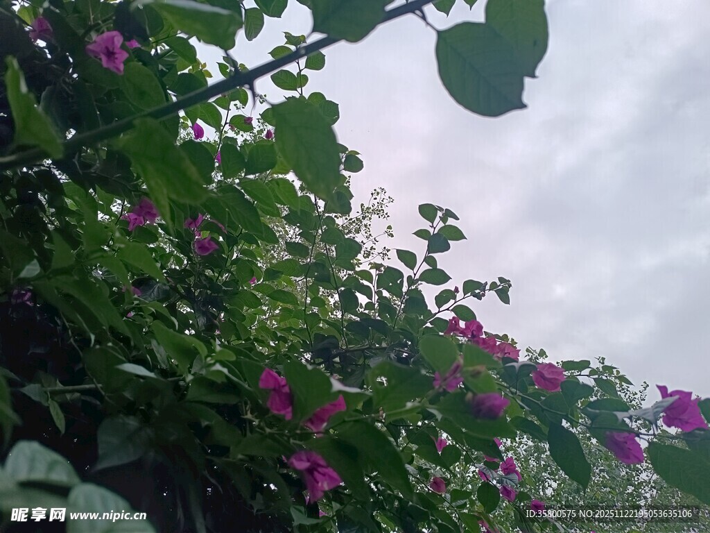 繁花绿叶间的自然景致