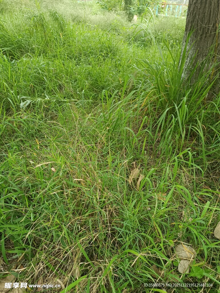 树下葱郁草地景象