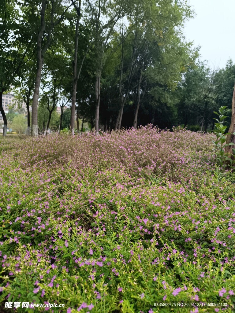 野外繁茂绿植景观