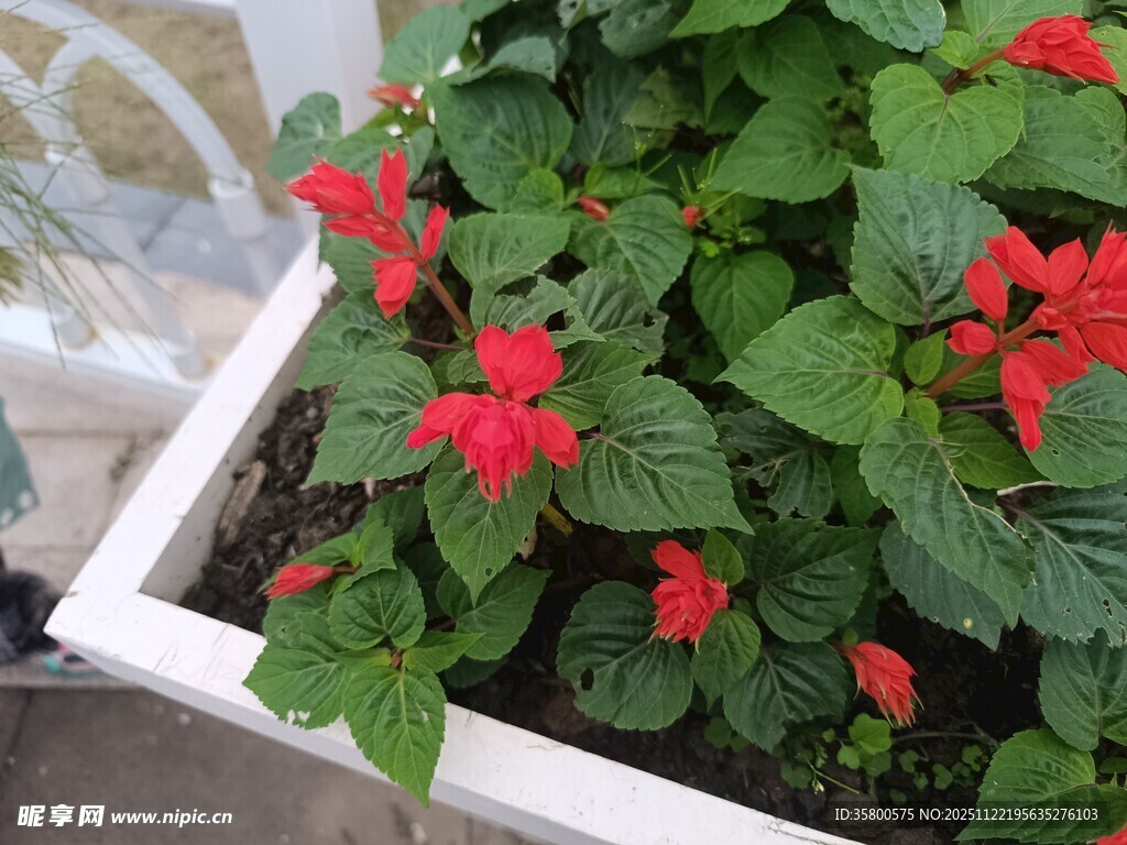 白色花箱中的艳红花朵