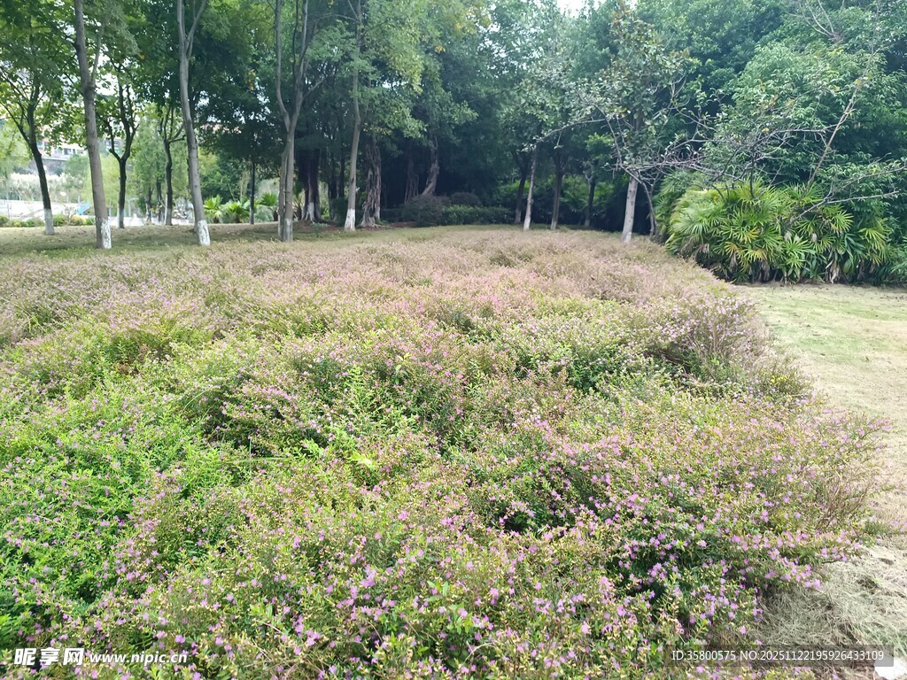 户外草地绿植景观
