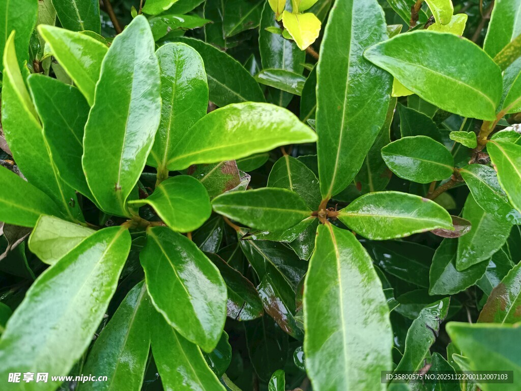 翠绿繁茂的植物叶片