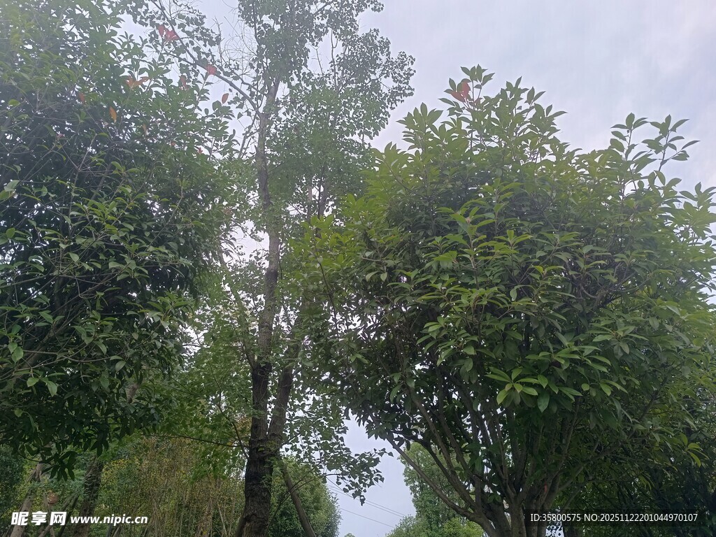 绿意盎然的树林景观