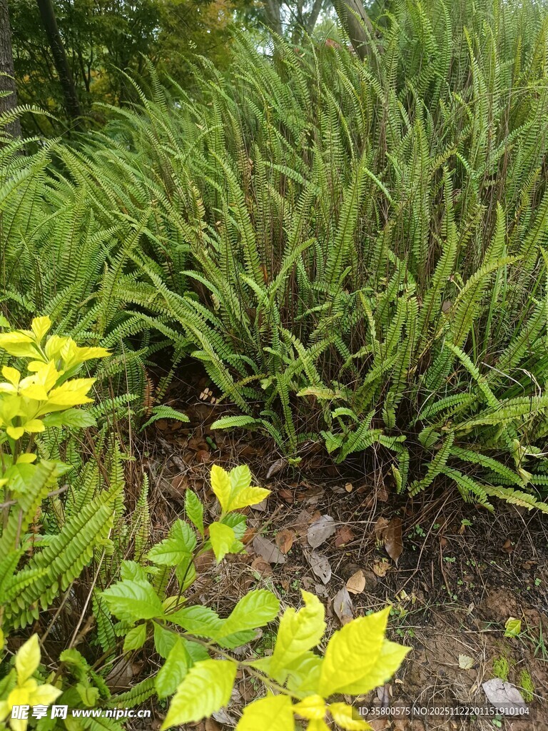 绿叶黄花的庭院植物景观