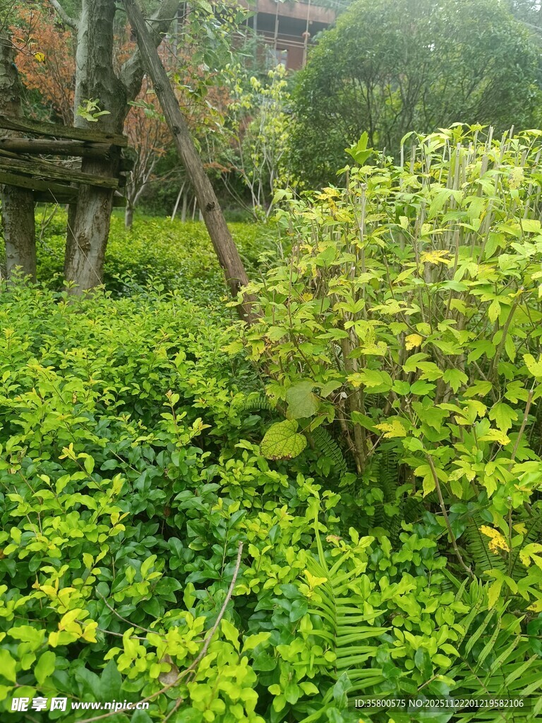 绿意盎然的繁茂植物景观
