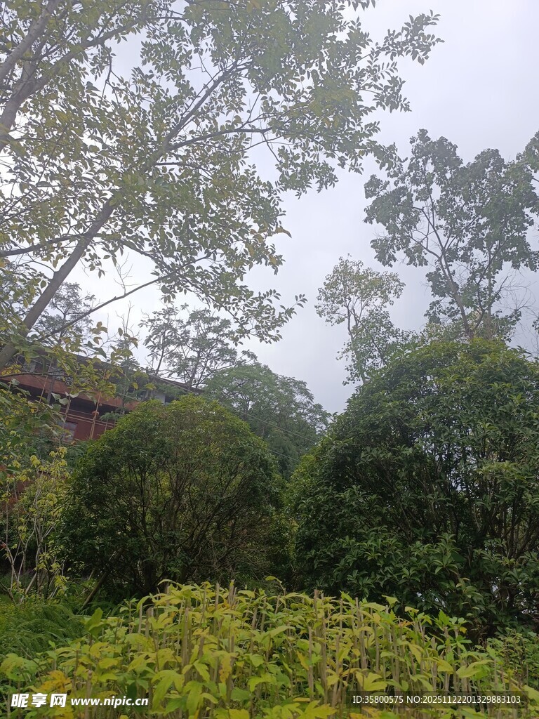 绿意盎然的户外自然景致