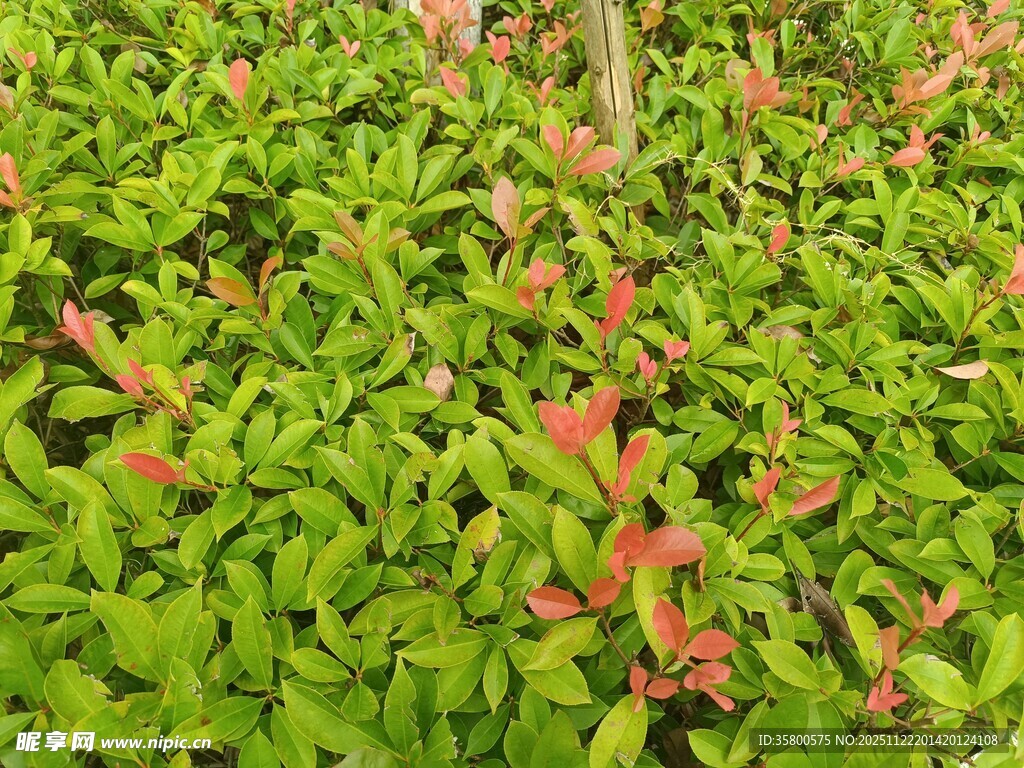 红绿相间的蓬勃植物