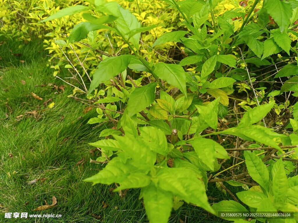 翠绿繁茂的植物枝叶