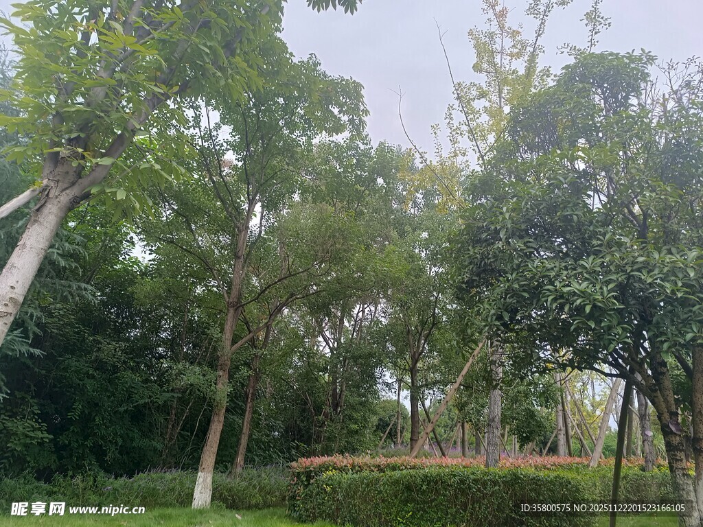 绿意盎然的户外树林景观